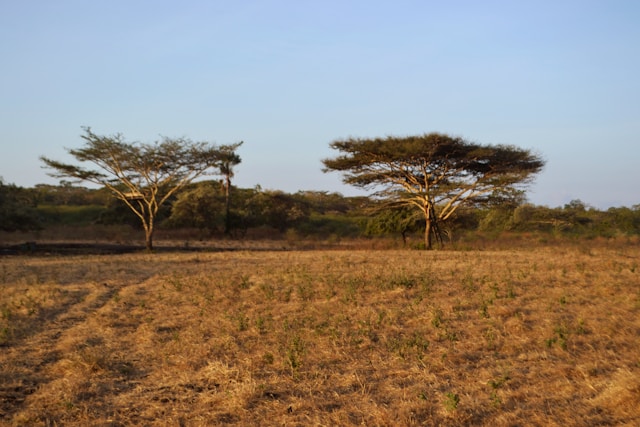 Savanna Habitat